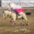 CMSA Jeffers National Championship